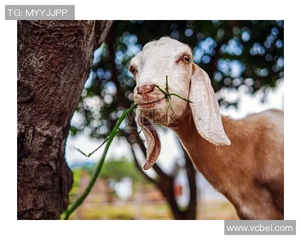 足坛巨星头部特写展现力量与魅力瞬间引爆无限热情 足坛巨星头部特写展现力量与魅力瞬间引爆无限热情